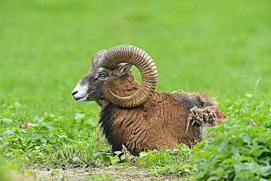 《神力科莎》系列全球销量突破2000万！官方公布新作规划